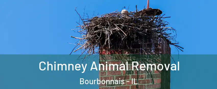  Chimney Animal Removal Bourbonnais - IL