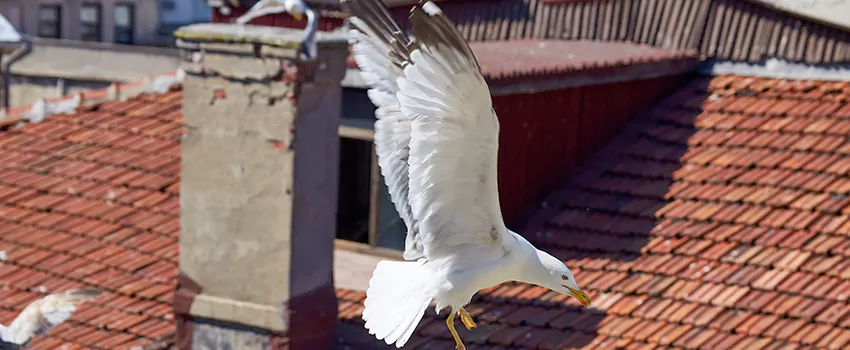 Residential Chimney Animal Removal Solution in Bourbonnais, IL