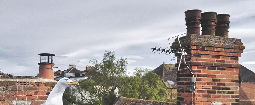 Chimney Cleaning And Restoration in Bourbonnais, Illinois
